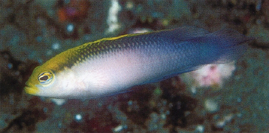  Pseudochromis pictus (Painted Dottyback)